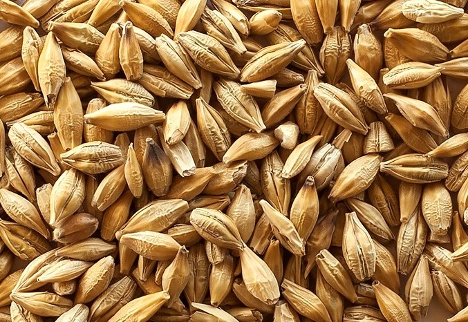 Posieux barley