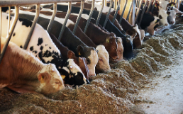 Production durable et efficiente de viande bovine de qualité