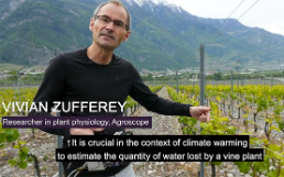 Zufferey Weinbau