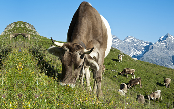 Futterbau Weide Kuh