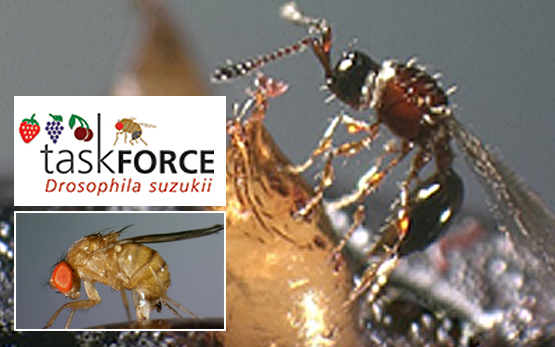 Taskforche Drosophila Suzuki Griechenland