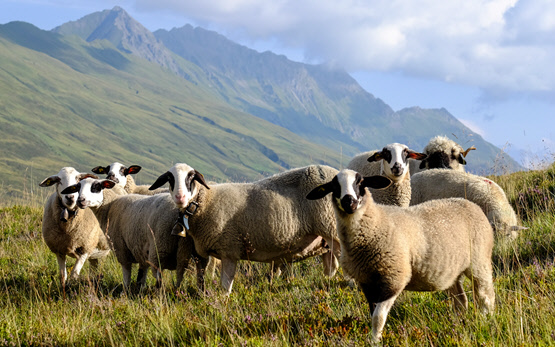 Wirtschaftliche Schafhaltung