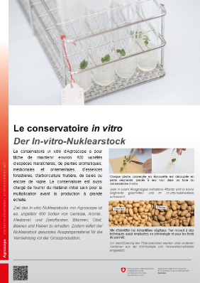 Der In-vitro-Nuklearstock
