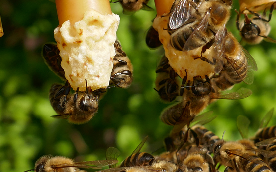 Bienenforschung Jahresbericht 2021