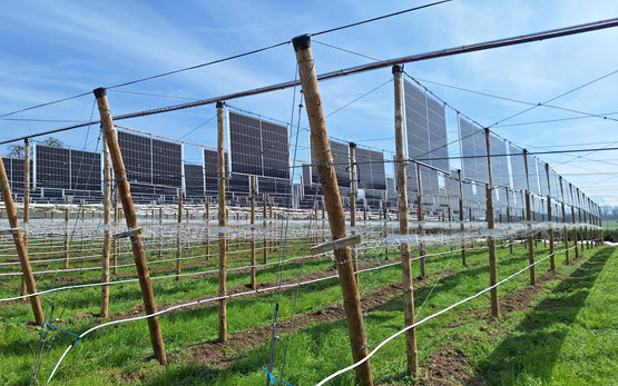 Agri-PV im Himbeerfeld