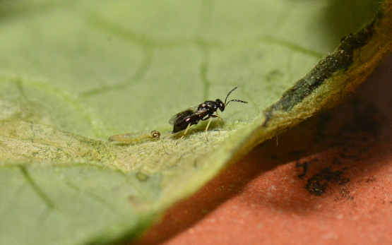 Parasitoide und entomopathogene Organismen kämpfen gemeinsam gegen Schädlinge