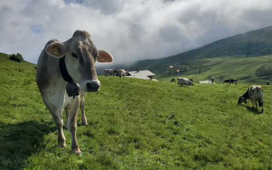 Die Alp- und Berglandwirtschaft im Wandel