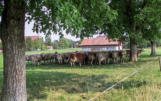 Weidende Milchkühe passen ihr Verhalten bei Hitzestress an