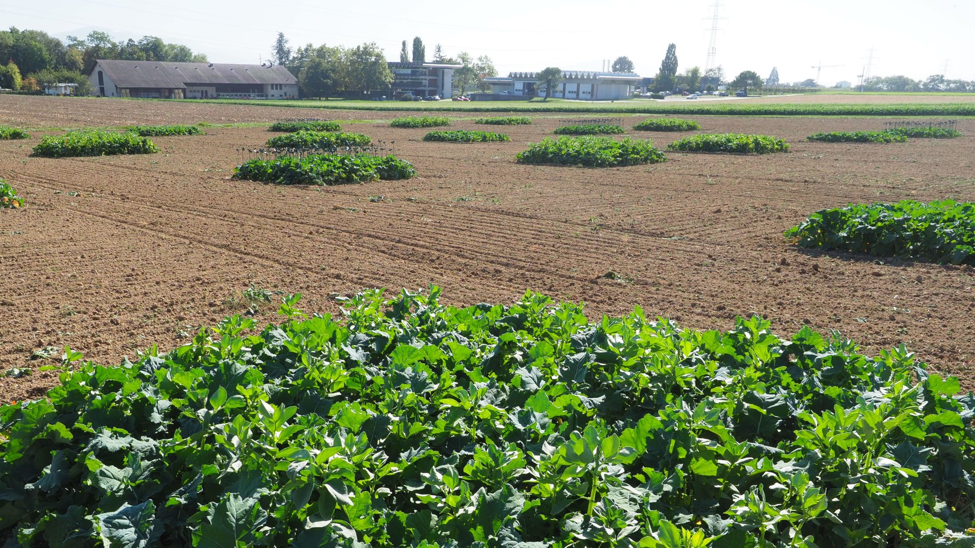 Mischkulturen, Rapsanbau, Landschaft, Acker