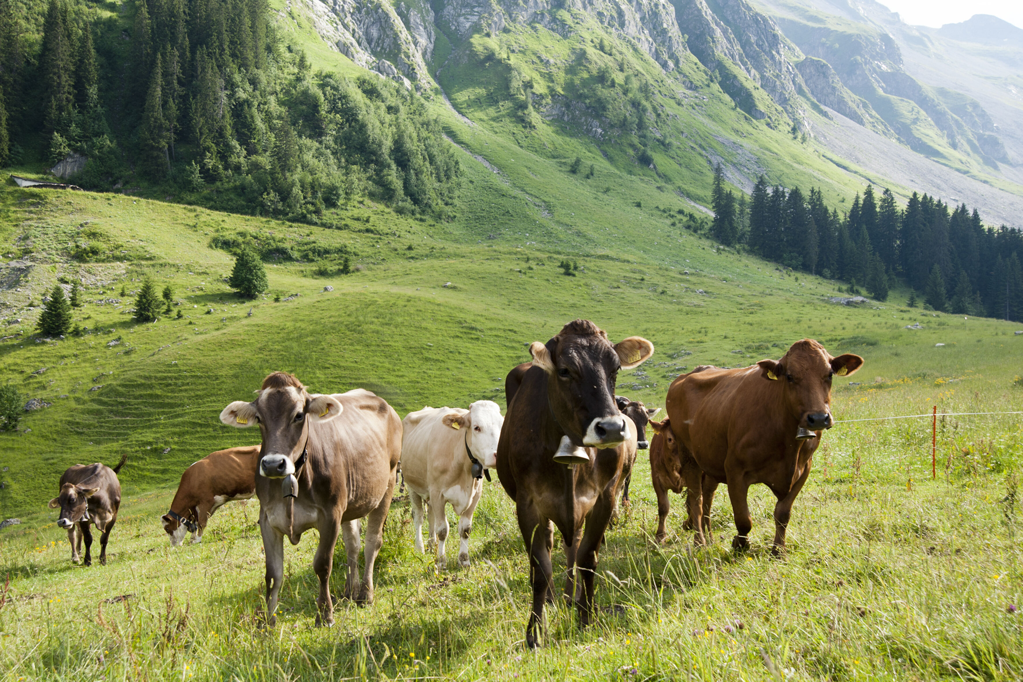 Modelling Nutrient Digestion and Utilization in Farm Animals (Modnut) 2025