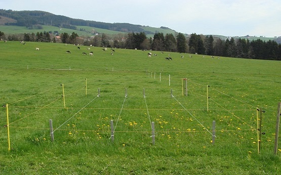 Graswachstumskurven Grasstreifen