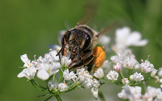 Biene Bluete Bienenprodukte Risiken Pflanzenschutzmitteln Referenzlabor