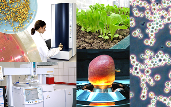 Projekt Mikrobiologie und Analytik pflanzlicher Lebensmittel
