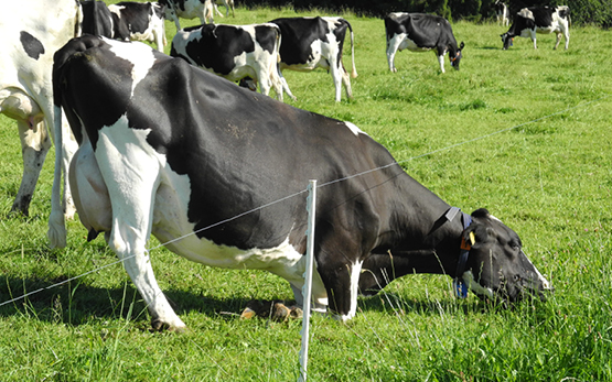 Effizienz von Milchkühen steigern