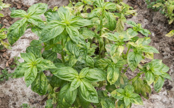 Pilzkrankheiten in Gemüse-, Beeren- und Aromapflanzenkulturen