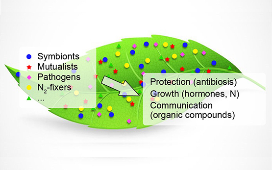 Forschungsprogramm Mikrobielle Biodiversitaet Mikrobium