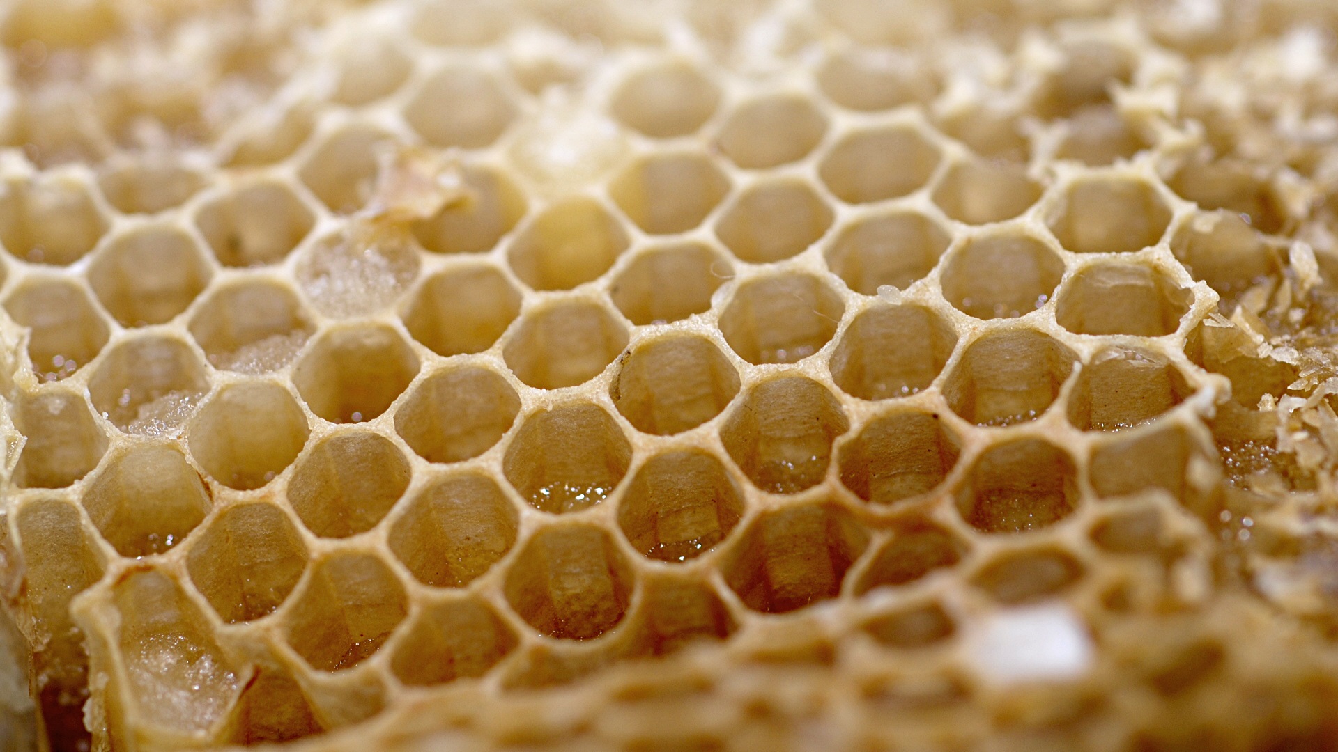 Bienenwabe, Wabe, Bienen