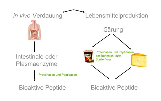 Grafik bioaktive Peptide