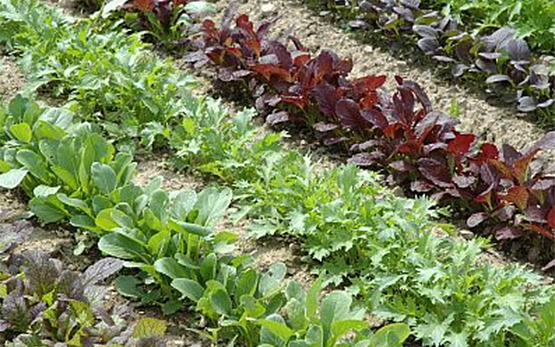 Pflanzenstoffe Gemuese Salat