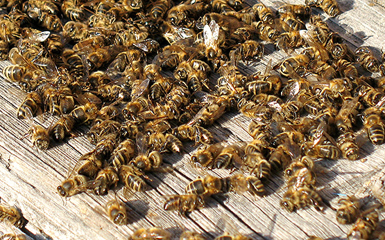 Vergiftete Bienen vor dem Flugloch
