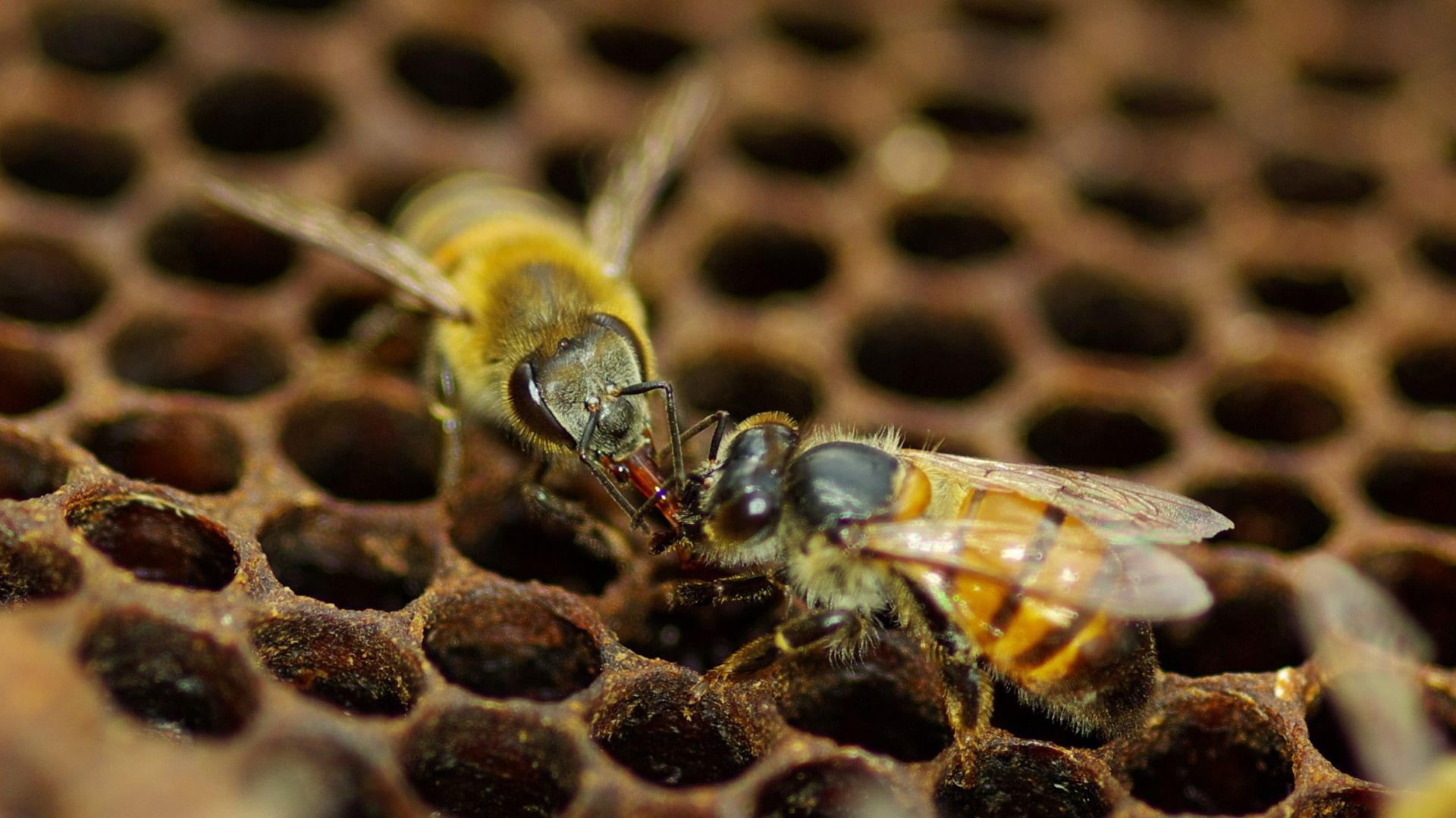 Trophallaxis, Bienen