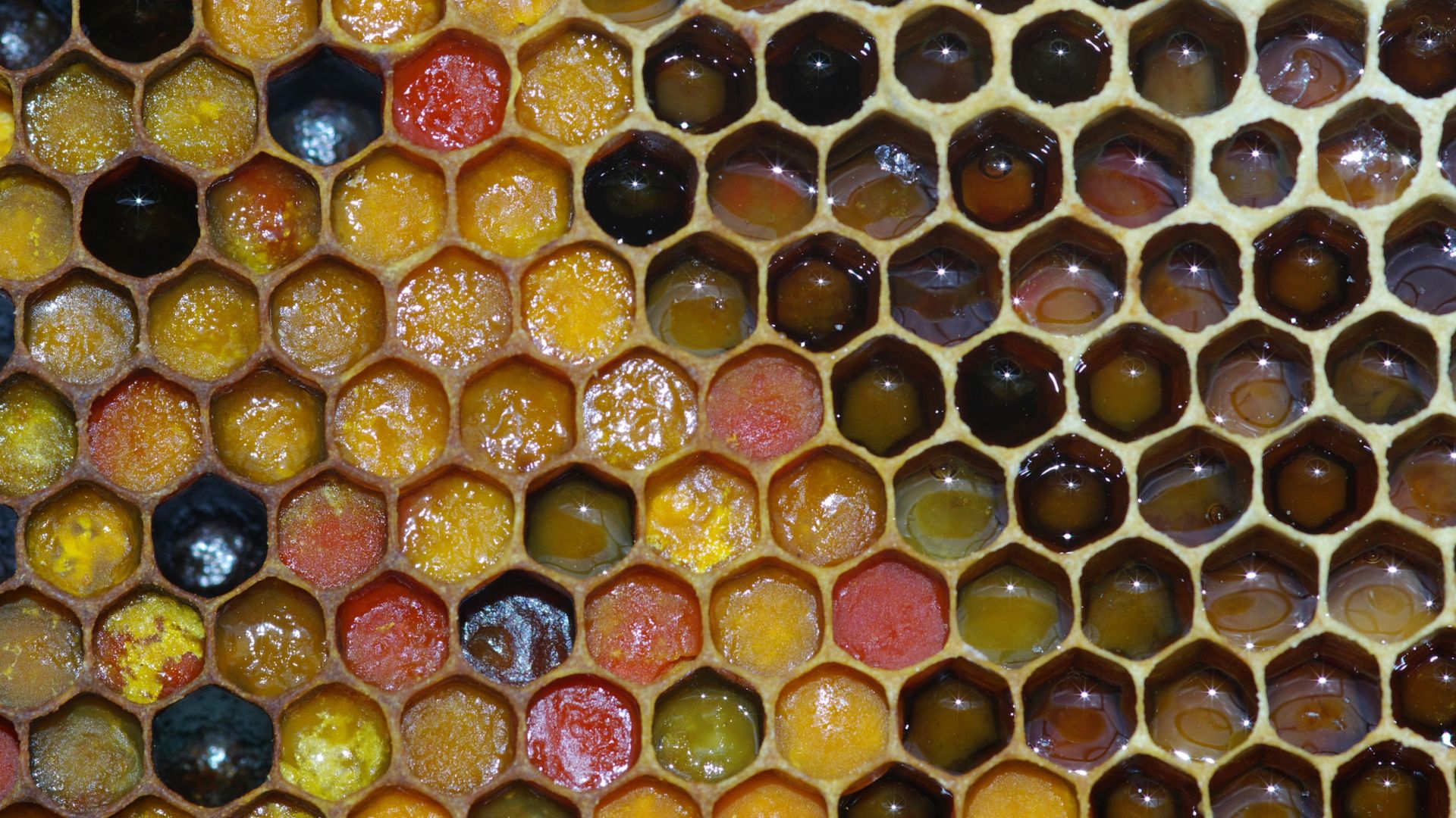 Wabe, Bienenbrot, Nectar