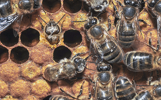 schlüpfende Bienen