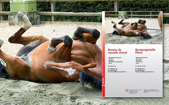 Beratungsstelle Pferd Flyer