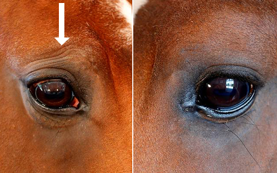 Pferd Augenfalten