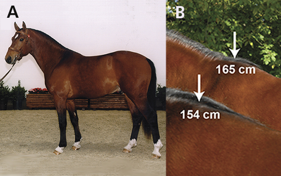 Genom-Analyse Pferd