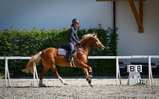 Ausbildungspferd reiten