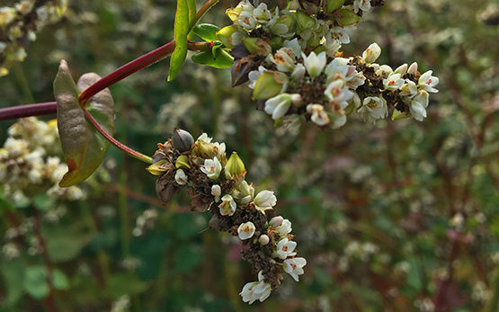 Buchweizenblüte_LaHarpe_2016_kaur