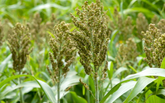 Sorghum (Sorghum bicolor (L.) Moench)