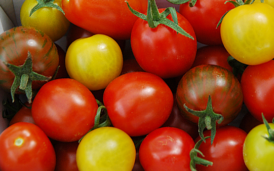 Gemuesebau Tomaten Fruchtgemuese