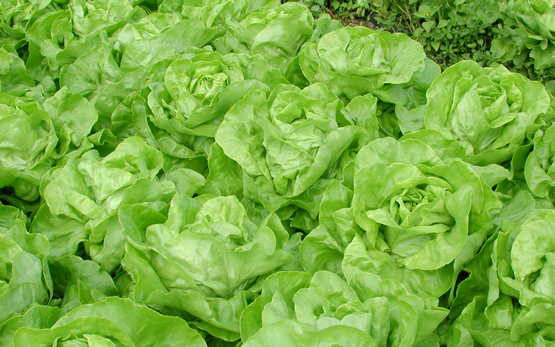 Gemüsebau Salate