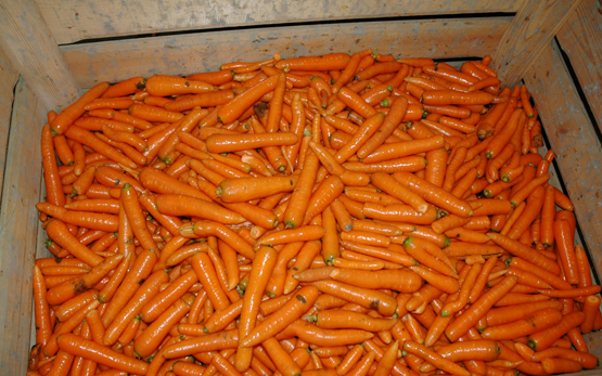 Gemüsebau Lagerung Karotten