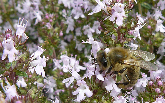 Thymus vulgaris