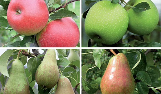 Obst Sorten Apfel Birne