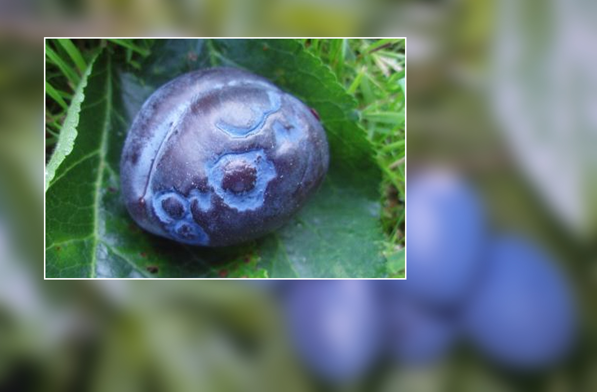 quarantaene-organismen-sharka