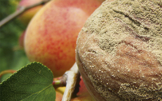 Obstbau Pflanzenschutz Aprikose