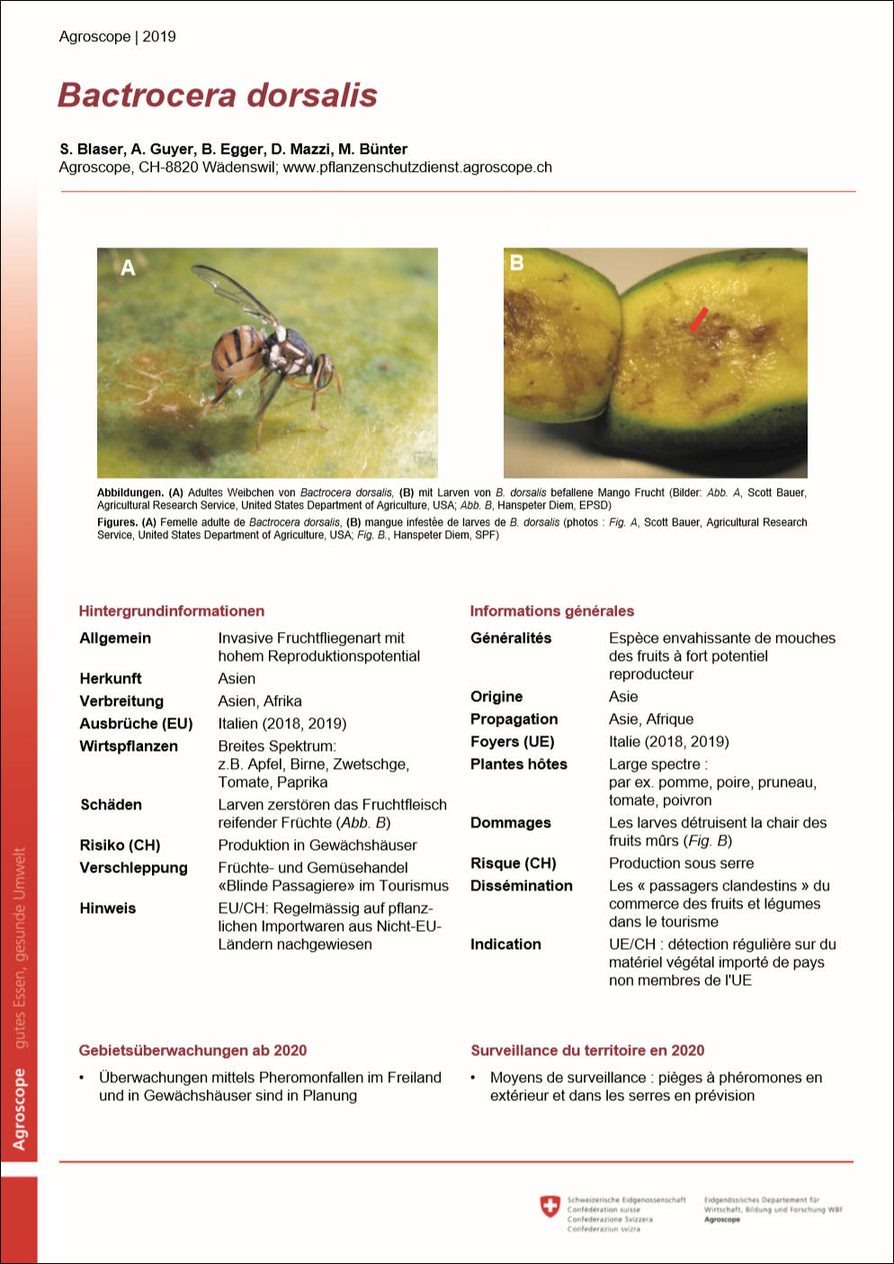 Poster: Bactrocera dorsalis