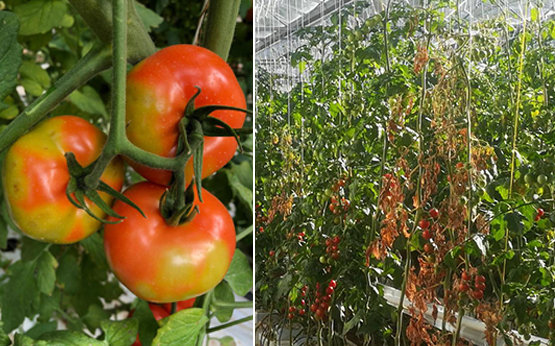 Tomato brown