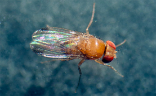 Drosophila-suzukii