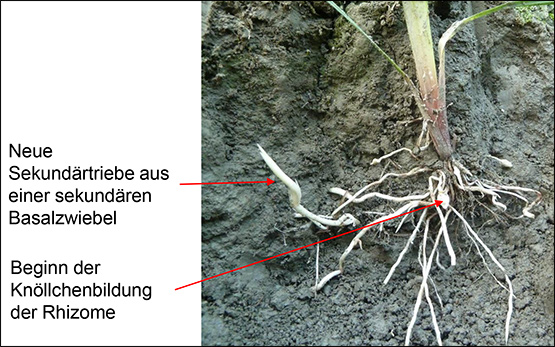 souchet-phase-regenerative