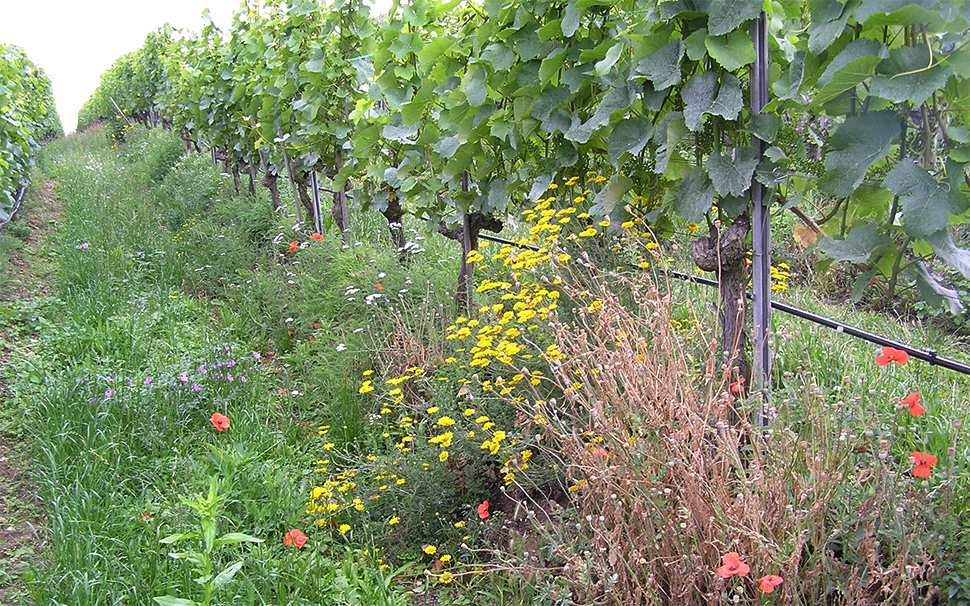 5_enherbement_vigne