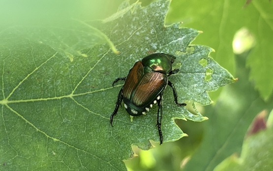 Japankäfer (Popillia Japonica)