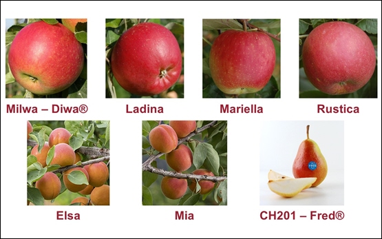 Pflanzenzüchtung Obst Apfel Blüte