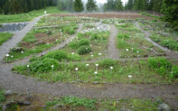 Maran_Alpengarten_Wiesenbeete