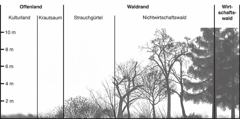 extensive-waldrandbeweidung-oekologische-bewertung-waldraendern-b-fuhrer