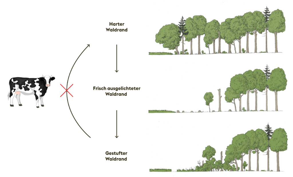 Waldrand aufwerten